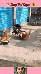 367K views · 6.2K reactions | Can't Stop Laughing Super Funny Tiger Prank on Dog | Hilarious Video | Ar'u Gaming | Facebook