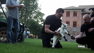 298K views · 11K reactions | Meet the newest members of the #GhostAdventures crew: the friendliest emu and an adorable baby goat. The all-new episode starts in two hours! | Ghost Adventures | Facebook