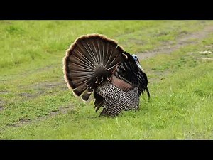 More Wild Turkey Drumming!