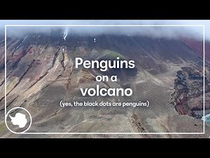 How to count penguins on a volcano 🐧🌋 | Ticket to Antarctica | British Antarctic Survey