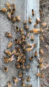 "Inside the Hive: Roles and Duties of Worker Bees 🐝"