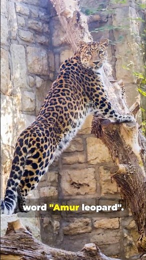 Amur Leopard: The World's Rarest Big Cat
