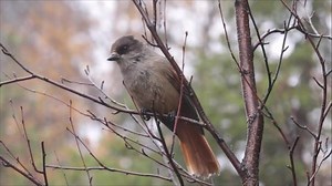 Joli petit oiseau taïga, jay sibérien, : vidéo de stock (100 % libre de droit) 1060641541 | Shutterstock