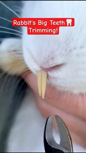Rabbit Teeth Trimming 🦷 Rabbit Care - Helping a Rabbit With Extremely Long Teeth #care #animals