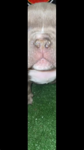 What Would You Name This Lilac Boy🤔🤔#fyp #puppytiktok #showdog #trending #available