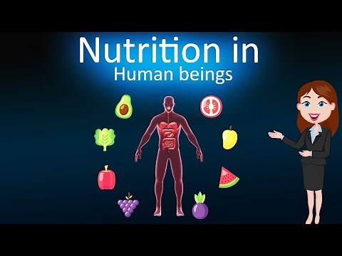 Nutrition in human beings|| Life Process || 3d animated explanation || 10 th class || Science