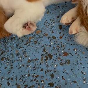 Naptime with Aunty Alison 💤🐾 | K9 Klub Doggy Daycare