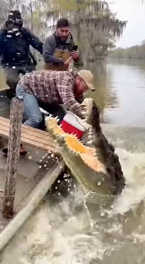 He called the crocodile fat, and it wasn't happy.