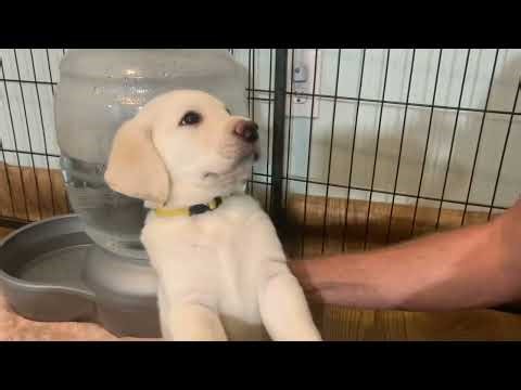 FLASHBACK FRIDAY: Cutie Yellow Lab Puppy Snuggles and Tail Wags with the Spice Litter #labrador