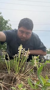 Trying to start grape hyacinths from seeds. #HandsomeOrHandy #Botany #GreenThumb | Anthony Reimnitz