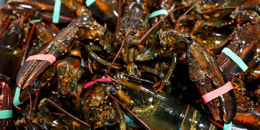 Lobster population falls off in New England, leading regulators to declare overfishing