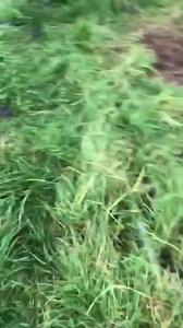 14K views · 288 reactions | A few rats there | Cumbrian Rat Pack | Facebook