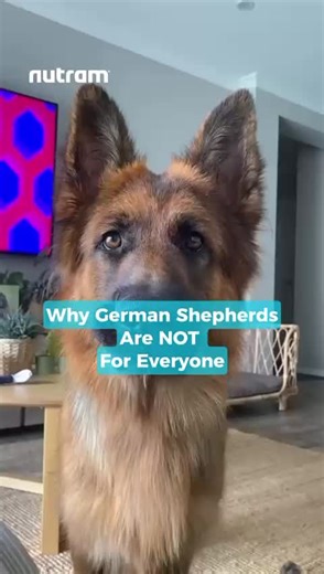 German Shepherds are not just dogs. They are full time security systems with ears that never clock out. Every walk turns into a patrol. Every sound becomes a briefing. Every snack decision is closely monitored. Strong, alert, loyal, and somehow still clumsy, they keep life interesting in the best way. German Shepherd owners know exactly what this means. . . . #nutram #GermanShepherd #DogBehaviour #WorkingDogLife #petparents