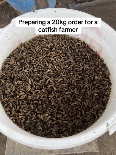 Let your orders keep coming #fyp #fyppppp #ghanatiktok🇬🇭 #farming #agriculture #fishfarming #poultryfarming
