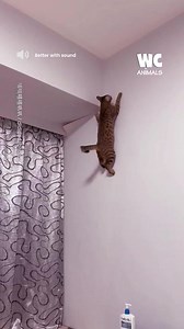 67K views · 143 reactions | Is it a cat or spiderman? | Watercooler Animals | Facebook