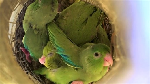 45K views · 681 reactions | Babies don’t babble to sound cute—they’re taking their first steps on the path to learning language. A 2022 study shows parrot chicks do the same. #ScienceMagArchives https://scim.ag/44jXFHM | Science | Facebook