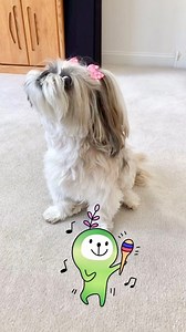 Back when my squeaky toy played the melody, and I provided the soulful vocals! 🎶🤣 🐾 🐾 🐾 🐾 #shihtzulovers #shihtzu #dog #doglover #dogoftheday #cutedogs #pet #doglife #funnydogs #dogsoffacebook #shihtzupuppy #puppy #puppylove #dogvideos | Lacey Shih Tzu