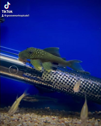 Green Phantom Pleco L200 💚 #grosvenortropicals #lisburn #aquaticshop #fishnerds #freshwateraquarium #smallbusinessowneruk #pleco #greenphantompleco | Grosvenor Tropicals