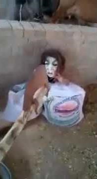 Real Tokoloshe caught on Camera in Pretoria South Africa