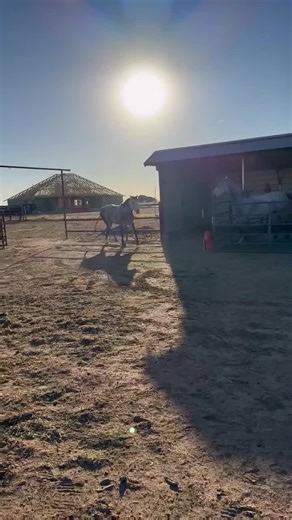 When you're over being on stall rest but you have over a month left, so you take it out on whoever you can reach! #whiskey #horse #stallrest #CountryLife #fyp