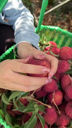 7.1K views · 144 reactions | Lychee (Litchi chinensis) también...