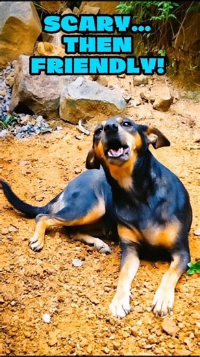 Kiki’s First Friendship Moment! 🐶❤️ | Calm Wild Encounter #shorts #viral