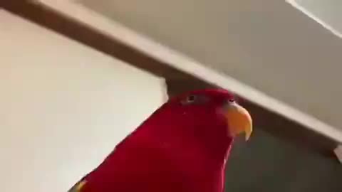 Red Birb Laughing: The Meme You Need to See