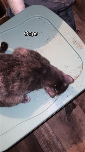 The Night Owl (@the_night_owl_crafts)’s videos with Comical, heartwarming, animal happening video(892029) - Kids Sound