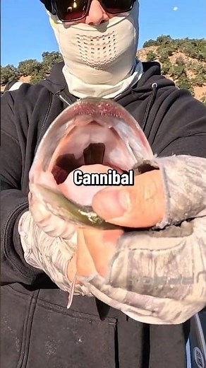 Lake Lopez Cannibal Bass!🐟 #bassfishing #fishing #fishinglife #fishingshorts #outdoors