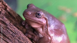 An Australian tree frog sits on the bark of a tree. The frog turns around and looks at the camera.