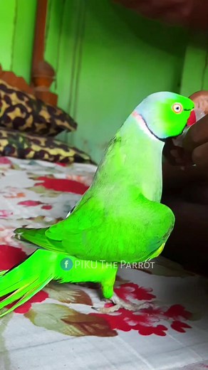 13M views · 128K reactions | Mummy Mummy #talkingparrot #reels #parrot #shortsfeed #parrots #shorts #reelsfb #reelsfeed #fbreels #facebookreels | PIKU The Parrot | Facebook