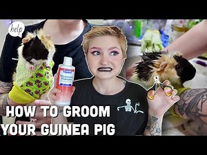 HOW TO GIVE YOUR GUINEA PIG A BATH✨🛁