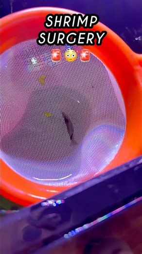 The Parasite I Found on My Tank Shrimp #aquarium #disgusting #shorts