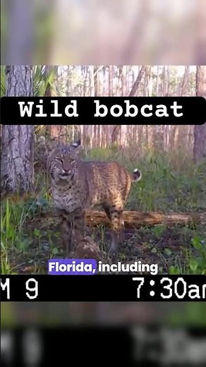 Florida Bobcat's Mating Call