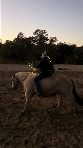 A new way to wrap lights around the Christmas tree 🐎🎄 #horse #merrychristmas #horsetraining