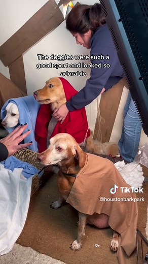 Festive Doggy Daycare Nativity Scene Fun in Houston