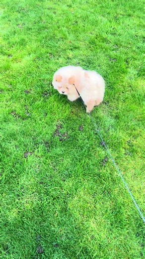 Understanding Dog Behavior: Bathroom Antics