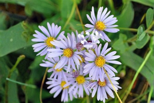 100 Smooth Blue Aster Seeds – Symphyotrichum Laeve – Native Wildflower – Pollinator Plant – Fall Blooms - Etsy