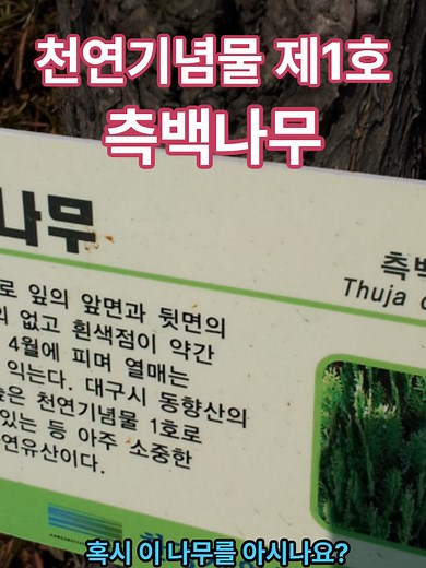 측백나무의 건강 효능과 전통적 활용법