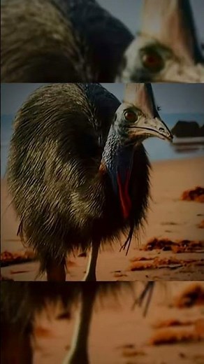🐦 Cassowary: the rainforest’s most formidable bird#Cassowary