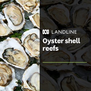 148K views · 790 reactions | Do you like oysters? These slipper suckers are about to get a new life! 寧寧​ ​ Waste oyster shells are being recycled into artificial reefs breathing new life into the ocean. ​ ​ More from Landline: https://bit.ly/LandlineABC ​ Watch Landline on iview: https://bit.ly/LandlineABCiview ​ ​ ​  Watch the story on Landline - 12.30pm Sunday | ABC TV + iview | ABC Landline | Facebook