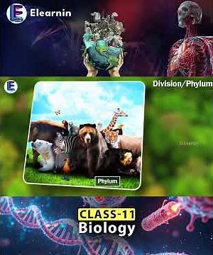 The Hierarchy That Connects Every Living Thing #TaxonomyExplained #Science