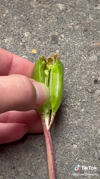 Unveiling the Mystery: What's Inside the Plant Pod?