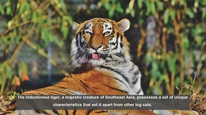 10 Unique Features of the Indochinese Tiger