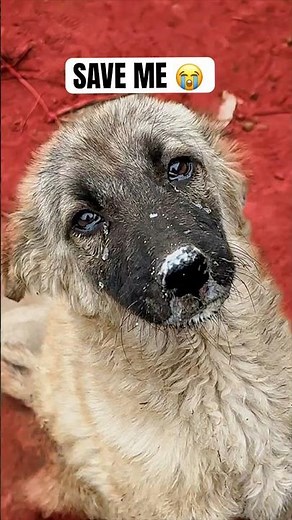 This Puppy Broke My Heart 💔#minivlog #minivlogshorts #doglover