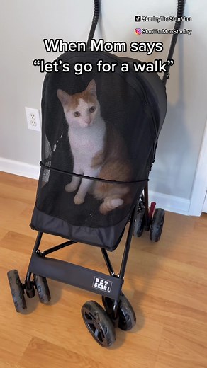 Stanley The Stan Man Cat Meme