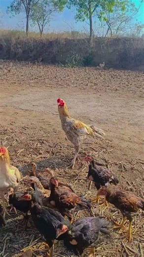 Assel murga and Chicks #viralshort #aseelmurga #shortsfeed