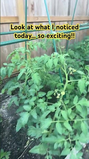 Red Snapper Tomatoes in my Zone 9b Home Garden Week 8 From Seed Sowing