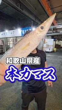 脂のりのりカマスを炙り散らかしていきます。