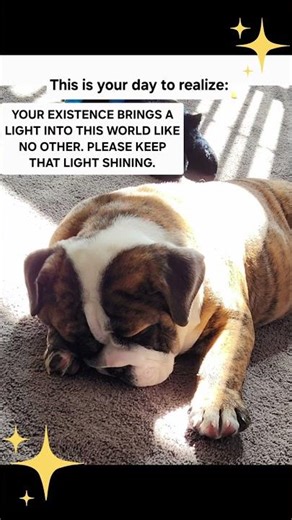 You are the light! #flashlight #doggielife #bulldog #shine